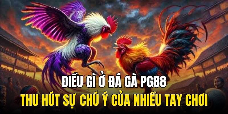 Điều gì ở đá gà PG88 thu hút sự chú ý của nhiều tay chơi